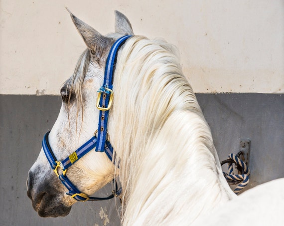 Horse Prints, "WHITE STALLION", Spanish Horse, Animal Prints, Equine Prints