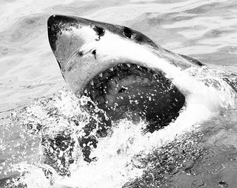 GREAT WHITE SHARK Print, Black And White Photography