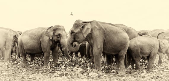 SRI LANKAN ELEPHANTS.  Elephants Prints, Sri Lanka Prints, Giclee Prints, Limited Edition Print, Photographic Prints, Wildlife prints, Sepia