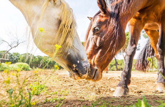 THE GREETING. horse print, equine picture, horses print, photographic print
