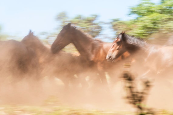 COLOUR HORSE PRINT