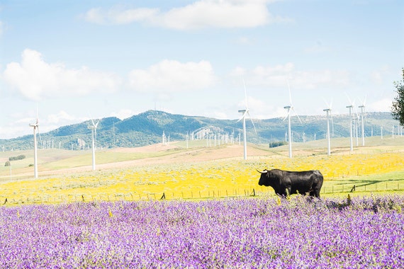 Black Bull Amongst Flowers
