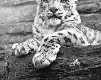 Snow Leopard Print, Big Cat Print, Black and White Print, Monochrome Prints, Animal Prints, Large Wall Prints