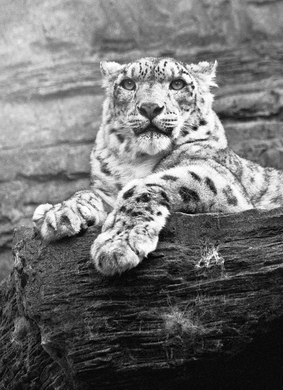 black and white big cat