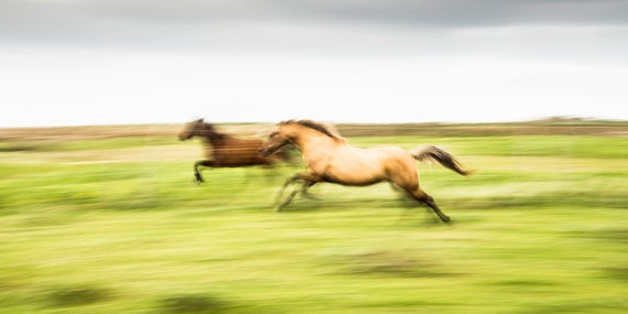 GALLOPING HORSES PRINT