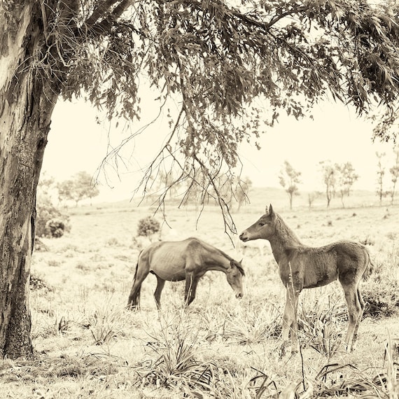 Foal Print. Horse prints, Animal Portraits, Wildlife Print, Square Print, Sepia Photography, Limited edition Print