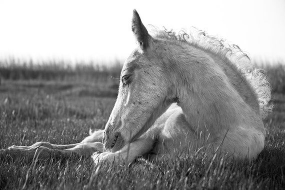 BLACK AND WHITE Foal Print