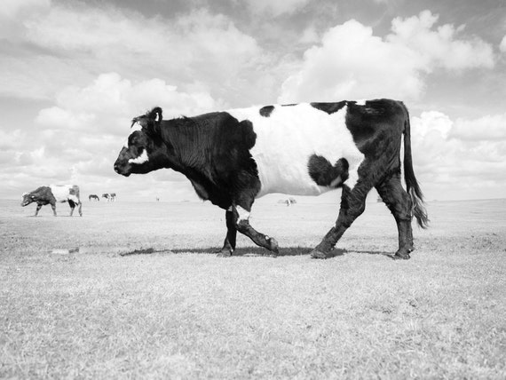 NEW FOREST COW. Cow Print, New Forest Picture, Black and White Print, Cattle Picture, Limited Edition, Photographic Print.
