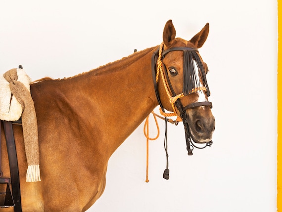 Horse Prints, "ANDALUCIAN STALLION" . Brown Horse, Spanish Horse, Spanish Print, Limited Edition, Photographic Print.