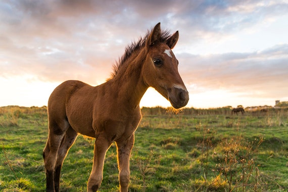 Young Foal, horse art, equine art, photographic print, Dorset, limited edition print