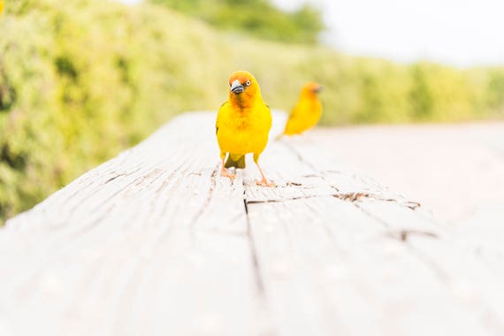 YELLOW WEAVER BIRDS. Bird Print, Wildlife Photography, South Africa, Limited Edition Print, Yellow Weaver Birds