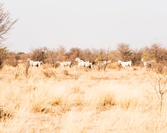 KALAHARI ARABS. Galloping Horses, South Africa, Equine Print, Animal Print, White Horses, Photographic Print