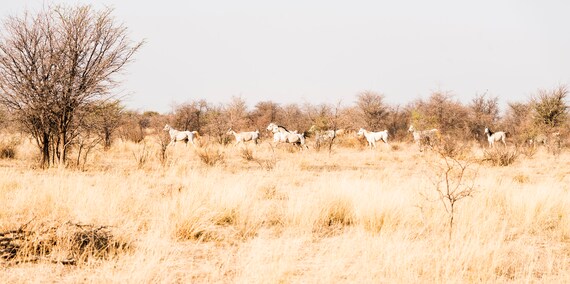 KALAHARI ARABS. Galloping Horses, South Africa, Equine Print, Animal Print, White Horses, Photographic Print