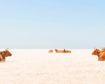 COW BEACH PRINT