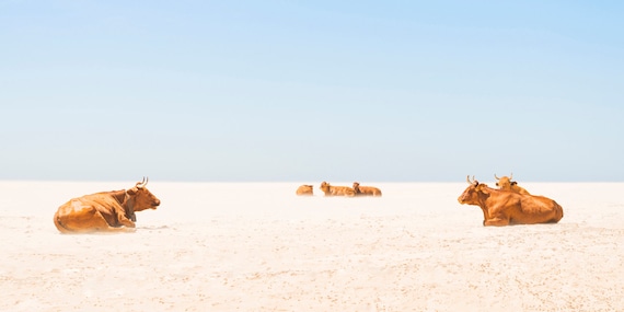 COW BEACH PRINT