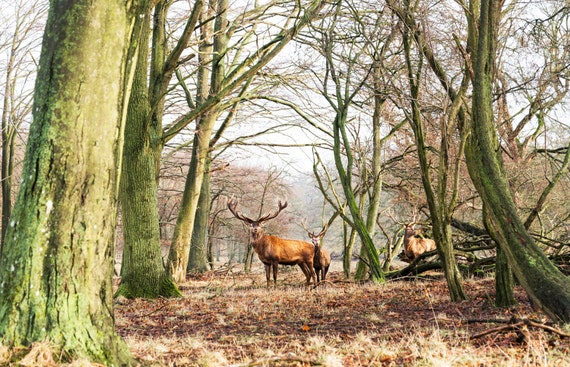 THE STAGS. animal print, wildlife picture, stag print, photographic print, limited edition print