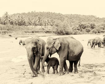 RIVER ELEPHANTS 4. Elephants Prints, Sri Lanka Prints, Giclee Print, Limited Edition Prints, Wildlife Prints, Sepia Prints, Travel Prints,