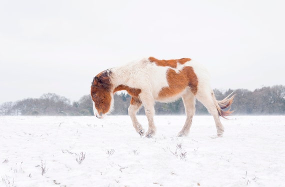 CHRISTMAS HORSE PRINTS, Equine Print, Extra Large Print, New Forest Pony, Winter Print, Horse In Snow, Animal Prints