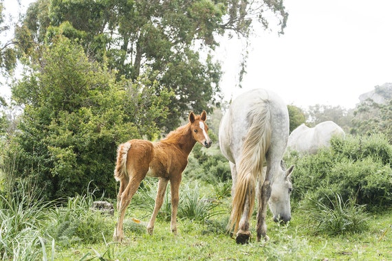 BROWN FOAL CURIOSITY. Equine Print, Cute Foal, Andalucia, Spanish horses, Photographic Print