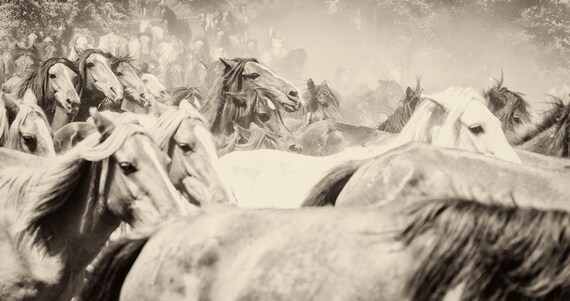 THE HERD 4. Galloping Horses, Equine Print, Wildlife Print, Wild Horses, Sepia Tone Print, Limited Edition Print