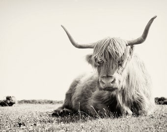 BLACK AND WHITE Cow Print