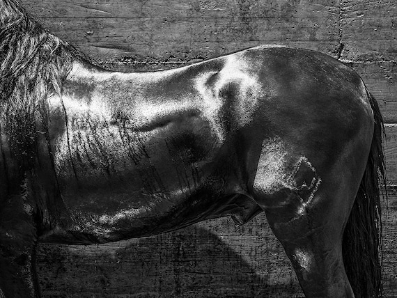 STALLION MUSCLES. Horse Print, Equine Art, Black Horse, Stallion, Photographic Print, Limited Edition