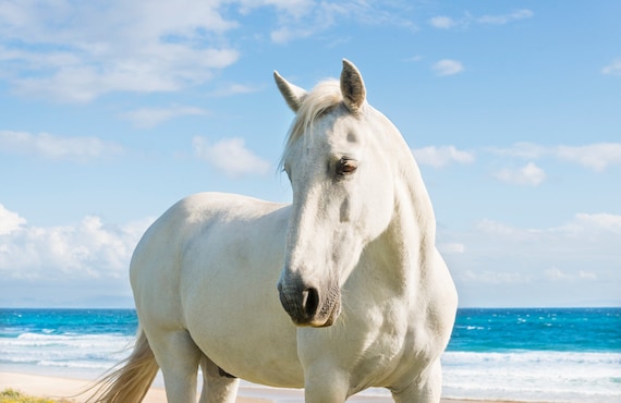 WHITE HORSE PRINT, Horse Decor