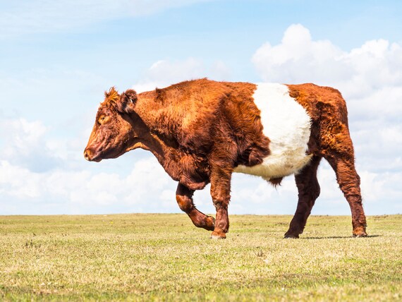 A COWS LIFE. Cow Print, Animal Picture, New Forest Print, Wildlife Picture, Cattle Print, Limited Edition Print, Photographic Print.