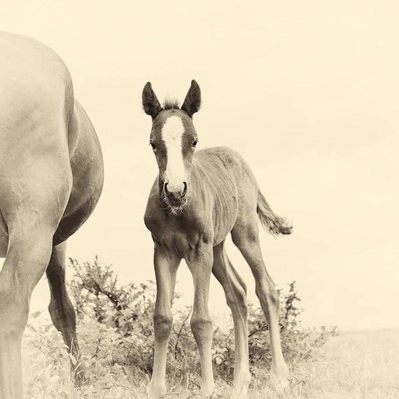 NEWBORN. Foal Print, Equine Prints, Horse photography, New Forest Foal, Limited Edition Print, Photographic Print