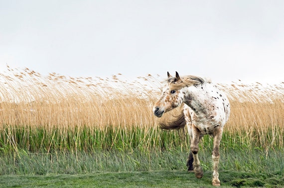 Appaloosa horse in Wind,horse prints,equine art,animal pictures,horses,limited edition print