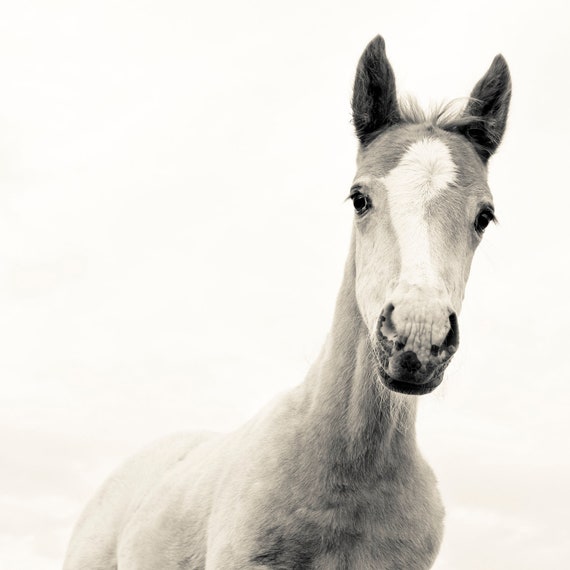 BLACK AND WHITE Foal Print