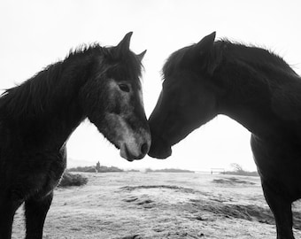 BLACK AND WHITE Horse Print