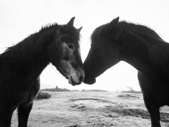 BLACK AND WHITE Horse Print