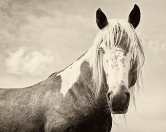 HANDSOME 2. Horse Prints, Equine Photography, Animal Photos, Black and White prints, Fine Art Photography, Monochrome Prints,