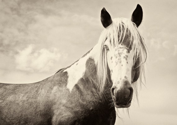 HANDSOME 2. Horse Prints, Equine Photography, Animal Photos, Black and White prints, Fine Art Photography, Monochrome Prints,