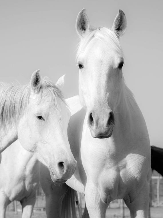 WHITE ARAB HORSES Print, Horse Decor