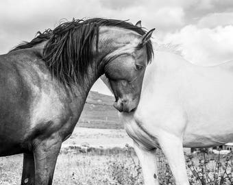 BLACK AND WHITE Horse Print, Large Horse Prints