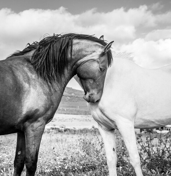 BLACK AND WHITE Horse Print, Large Horse Prints