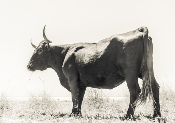 LONG HORNED COW 2. Cow print, Andalucia, Spain,Animal Picture, Black and White, Photographic Print