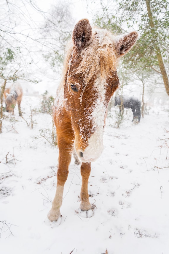 CHRISTMAS WINTER HORSE Print