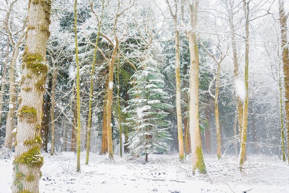 CHRISTMAS SNOWY FOREST Print