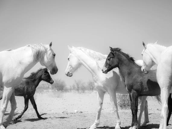 BLACK AND WHITE Horse Print