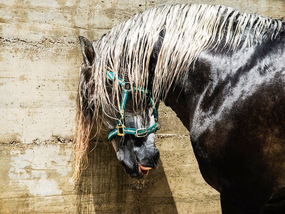 HORSE PRINT, Horse Wall Art, Black Beauty