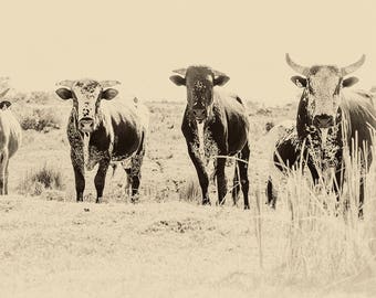 THE GANG. Cow Print, Bull Picture, Animal Portrait, Wildlife Photography, Limited Edition, South Africa