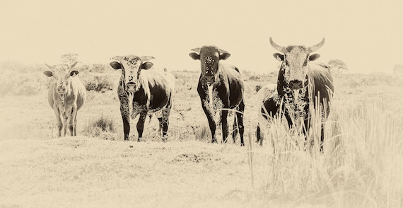 THE GANG. Cow Print, Bull Picture, Animal Portrait, Wildlife Photography, Limited Edition, South Africa