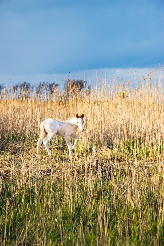 WHITE BEAUTY. Foal Print, Horse Picture, Dorset Print, Christchurch, Limited Edition, Photographic print.