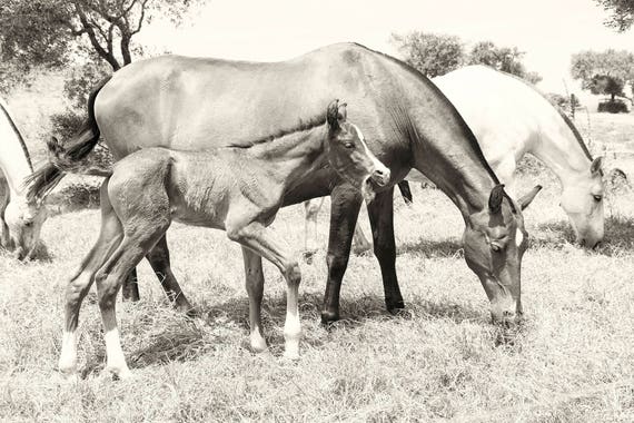 Horse Prints, Equine Prints, Spanish Horses, Animal Prints, Black and White Print, Large Horse Prints, Photographic Prints