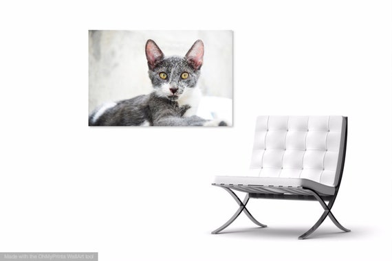 Cat Prints, Cat Portrait, Animal Print, Cute Animals, Pet Picture, Photographic Print, Feline prints