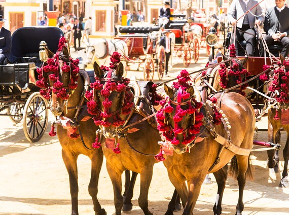 FESTIVAL HORSES. Jerez Horse Festival, Travel Photography, Spain, Equine Print, Photographic Print