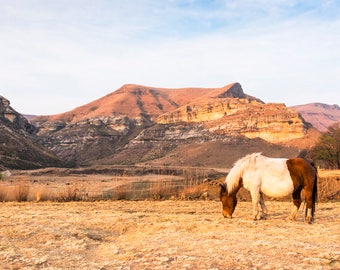 COLOUR HORSE PRINT